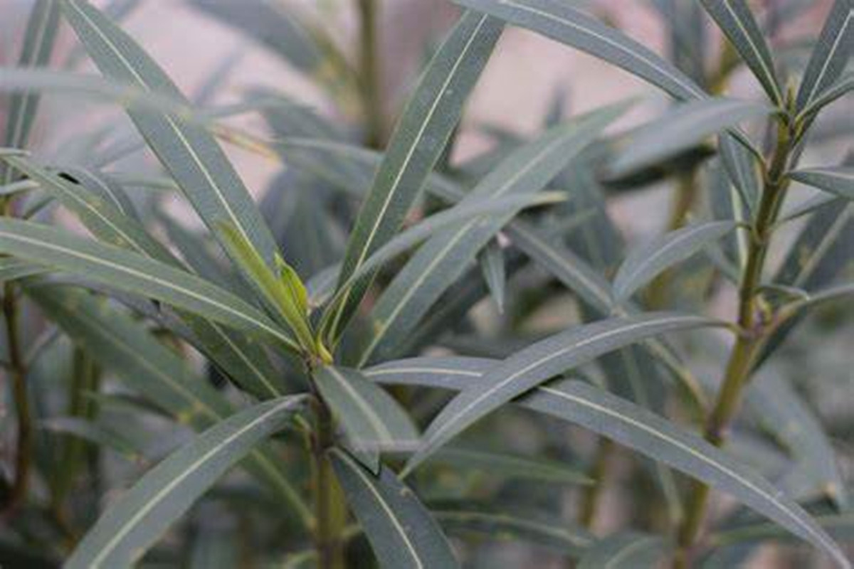 我们时常在绿化带中看到它的影子,难道就不怕夹竹桃毒到人吗?