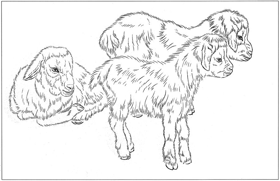 羊高清白描线稿图片下载18幅