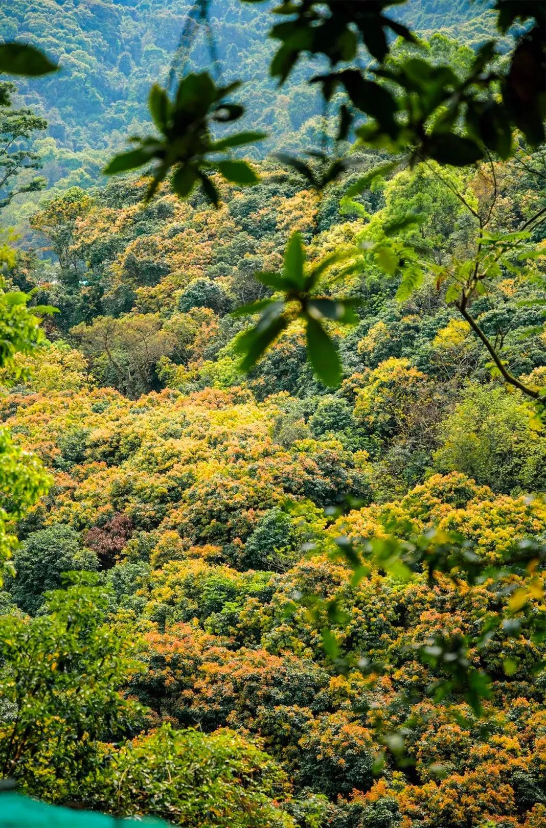 深圳值得征服的10座山，你去过几座？