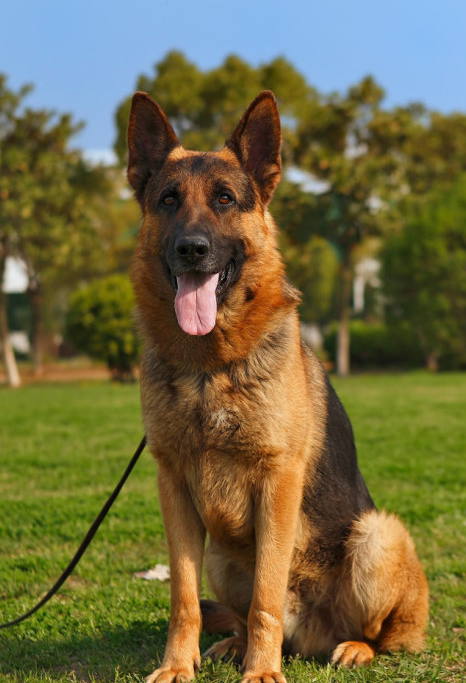 德国牧羊犬体味重吗