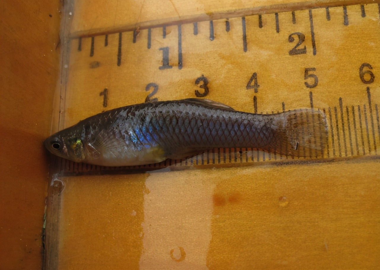 每天吃几百只蚊子的食蚊鱼,苏联为其立碑,却成人类灭蚊史的乌龙