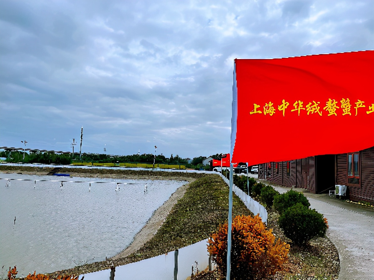 河蟹吃什么,河蟹吃什么能養(yǎng)活
