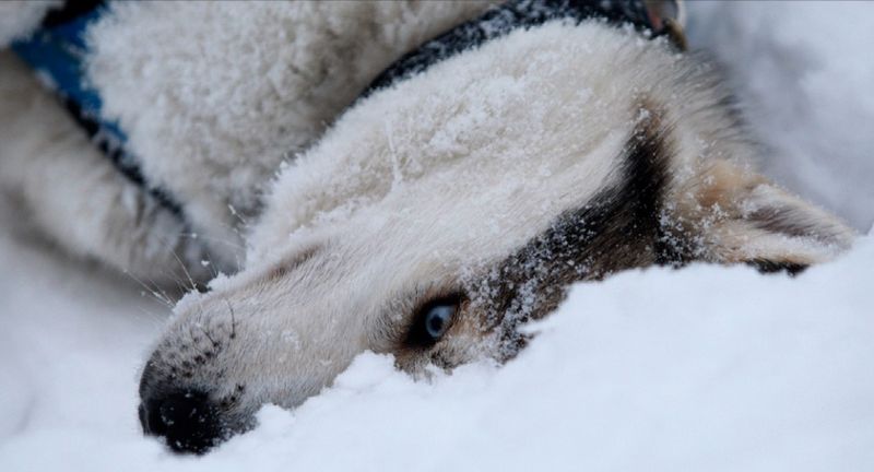 原来哈士奇可以这么帅？雪地竞赛中的它们，不是军犬胜似军犬！