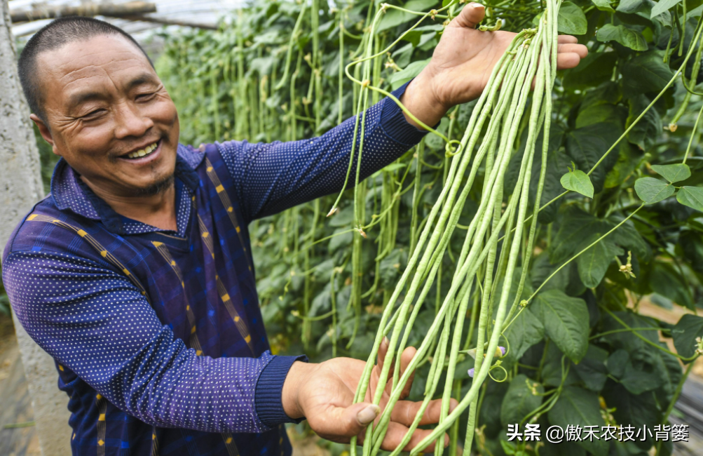 种植豆角的技术和方法（最全相关豆角种植和管理攻略）