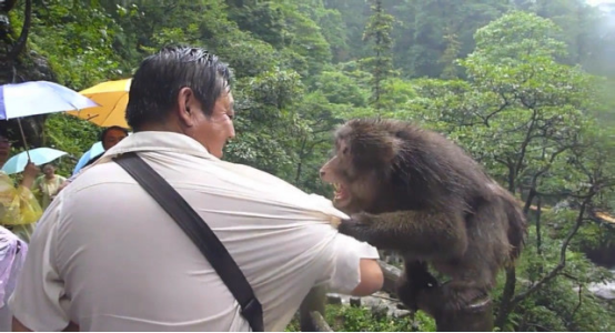 峨眉山猴子轮大学生（峨眉山）