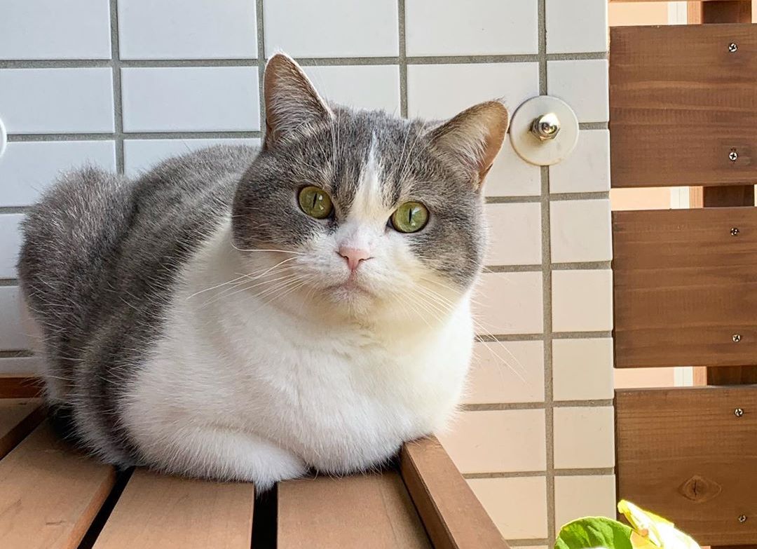 给猫做雾化，其实并不难！一篇文章告诉你如何给猫做雾化