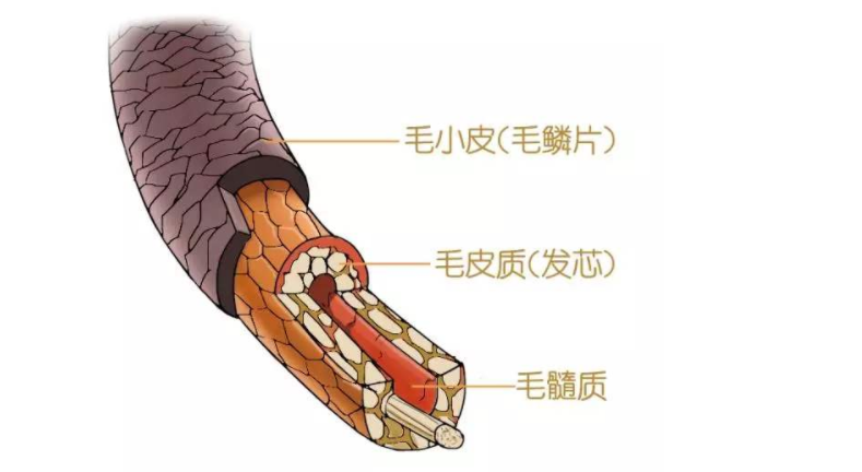 人人都羡慕的粗硬头发，就是好发质吗？