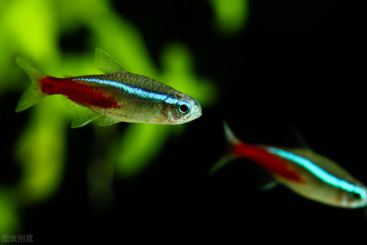 紅綠燈魚應該怎麼養?關鍵是3個方面,有一點經常被我們忽視了