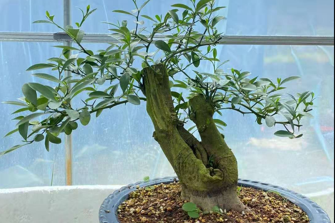 牢记3点,新手也能养好金豆盆景