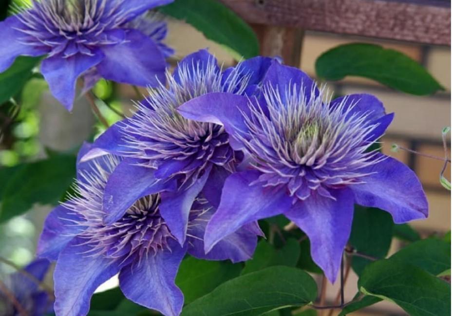 6种“北方花”,漂亮耐风寒,花园种一棵,能活几十年
