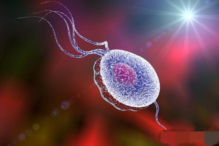 女性的难言之隐——性传播滴虫性阴道炎，该怎么防治，病因是什么