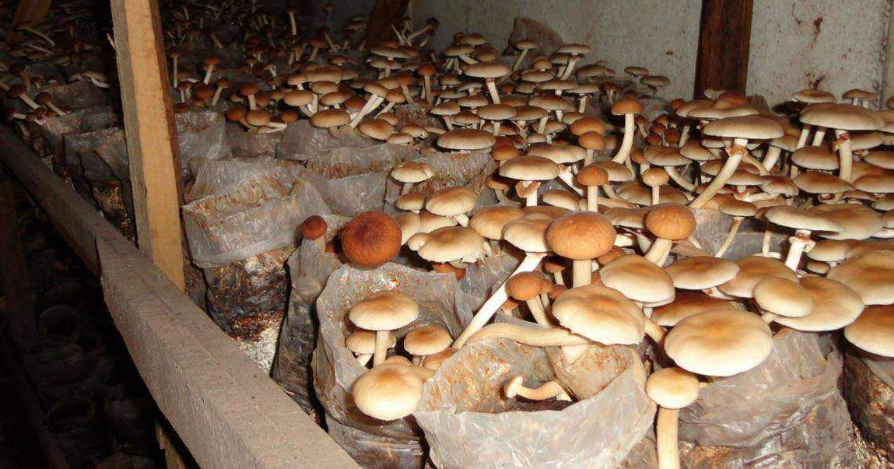 茶树菇的种植要求,温度,水分适应性广,空气通风要经常