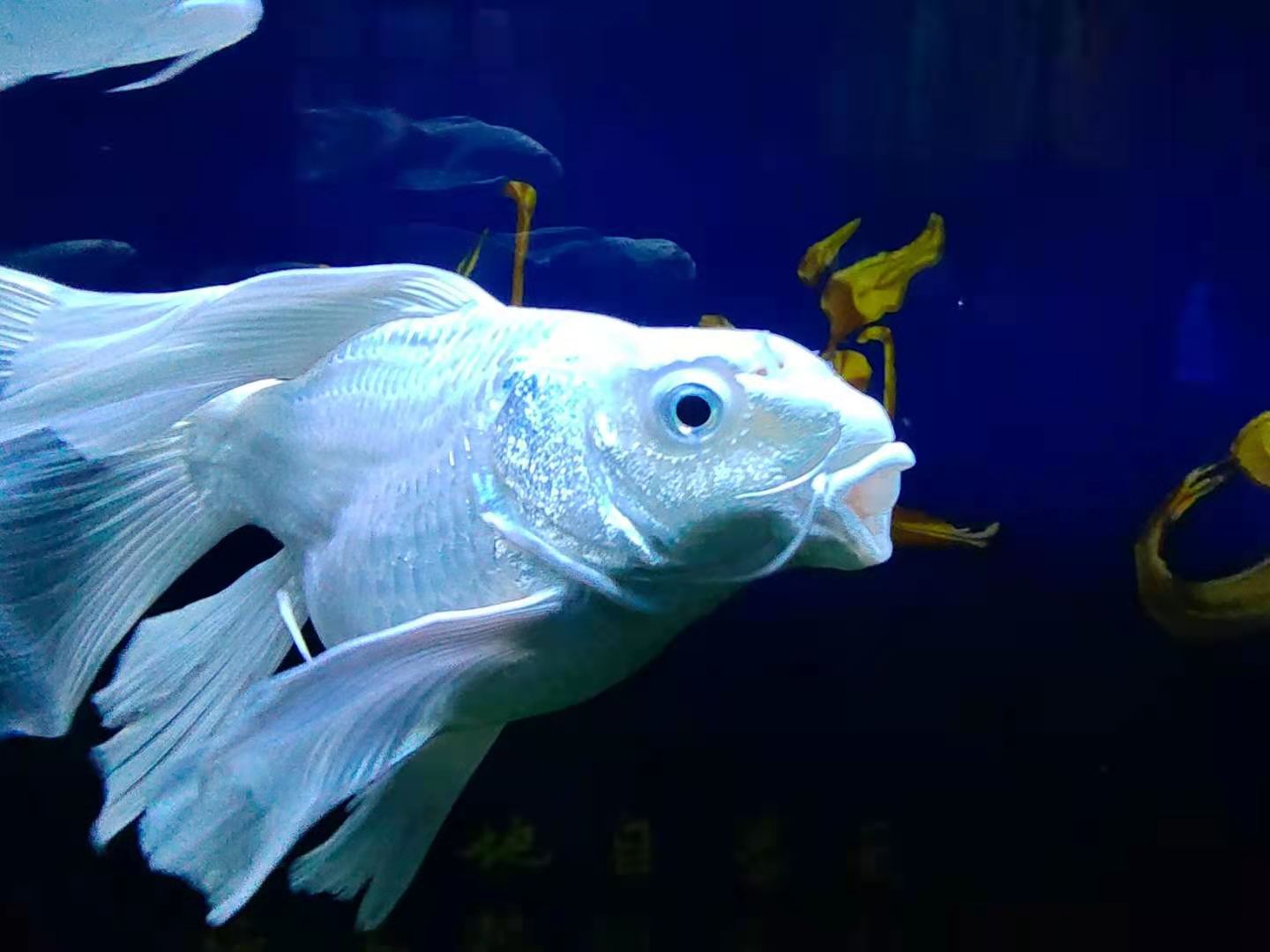 观赏鱼的脑袋、嘴巴，有水泡或者部分肿胀怎么办？土方法很管用