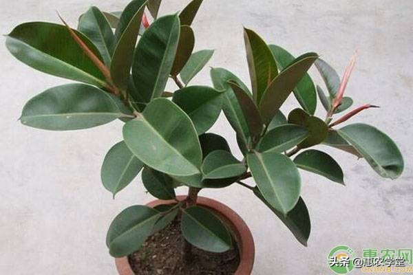 常识：收甲醛的植物有哪些？净化甲醛最强的10种植物介绍