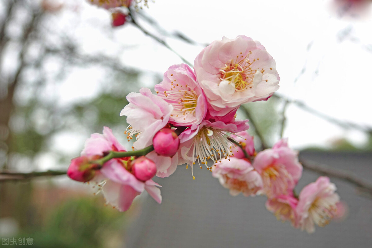 聊赠一枝春，诗词中的伟大想象力和浪漫情怀