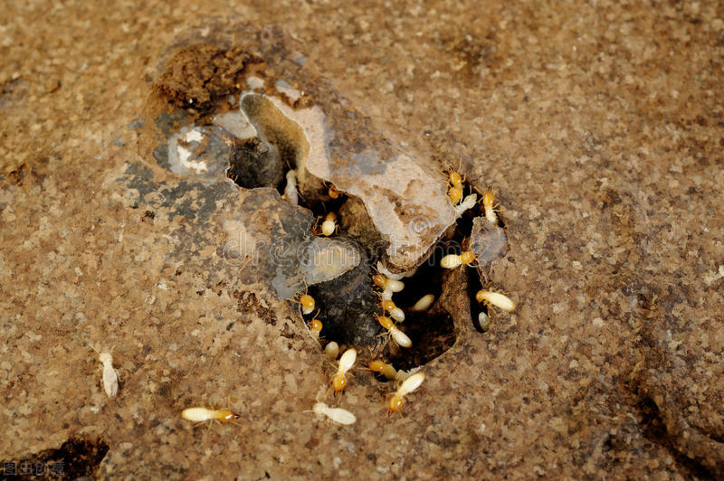 蚰蜒是益虫还是害虫,蚰蜒为什么不能踩死