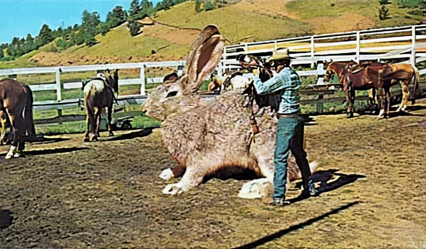 最大的兔子 巨型图片