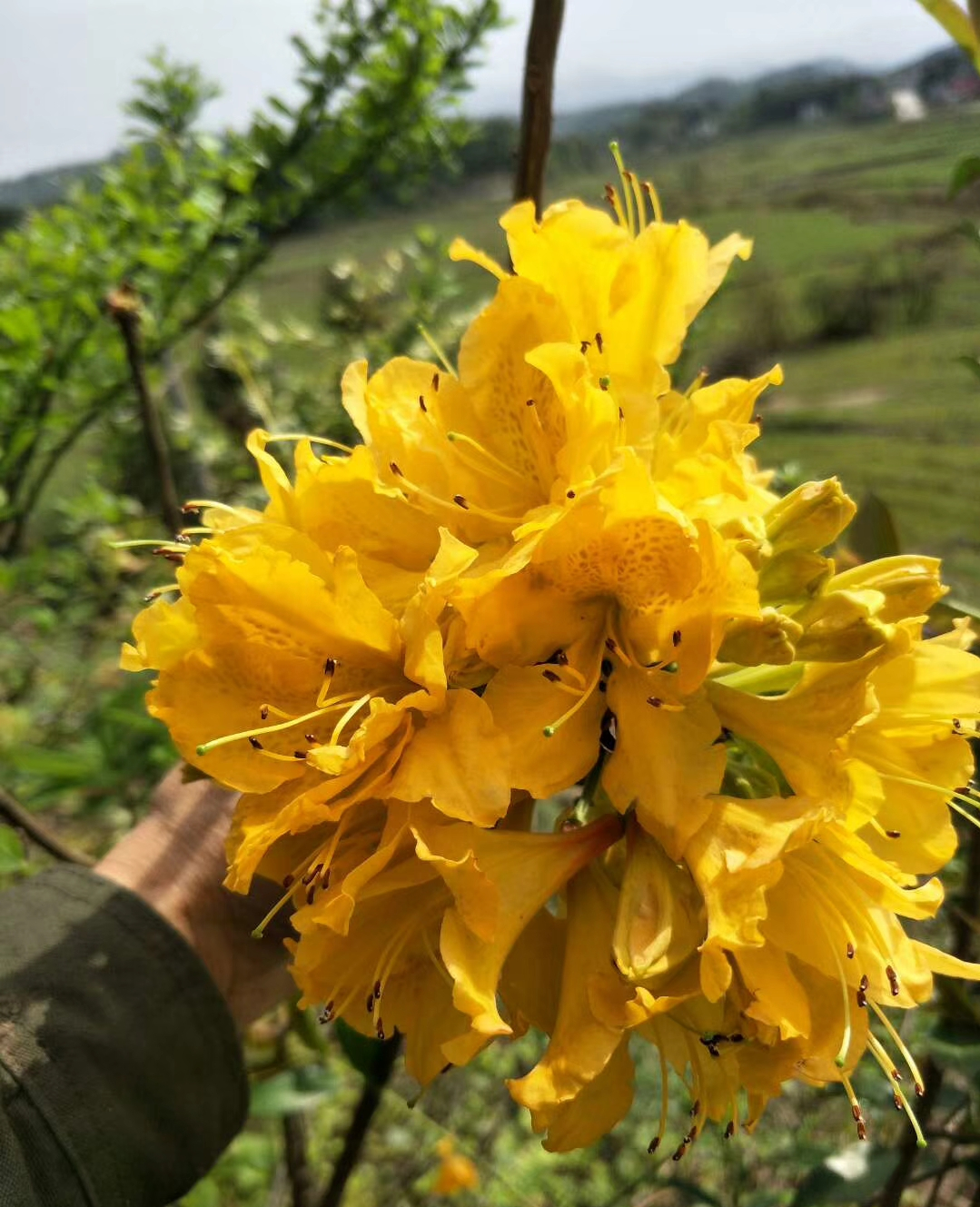 十种“大毒花”，家里经常养，越漂亮毒性越大，避开为好