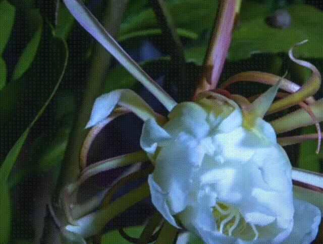 传说“昙花一现，只为韦陀”，何为“昙花”？为何只能“一现”？