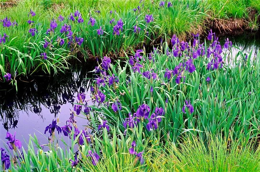 庭院设计师精心总结的15种适合庭院水池栽种的水生植物,建议收藏