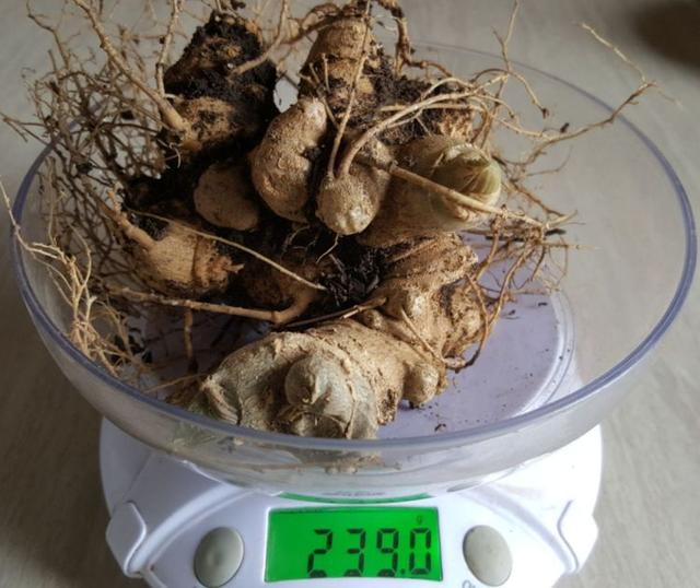 金平黑人参这样评定等级,你赞成吗?