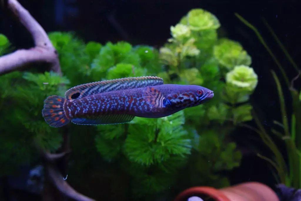 霸氣的七彩雷龍魚 既好看又好養 我們該怎麼養才好 前言 劃重點 養七彩雷龍魚的魚缸一定要有蓋子 七彩雷龍魚入缸前的過溫過水不能免 養七彩雷龍魚的水溫你可以随意一些 給七彩雷龍魚喂食可以訓練與你互動 七彩雷龍魚的挑選隻要看狀态 養七彩雷龍魚的光照不要