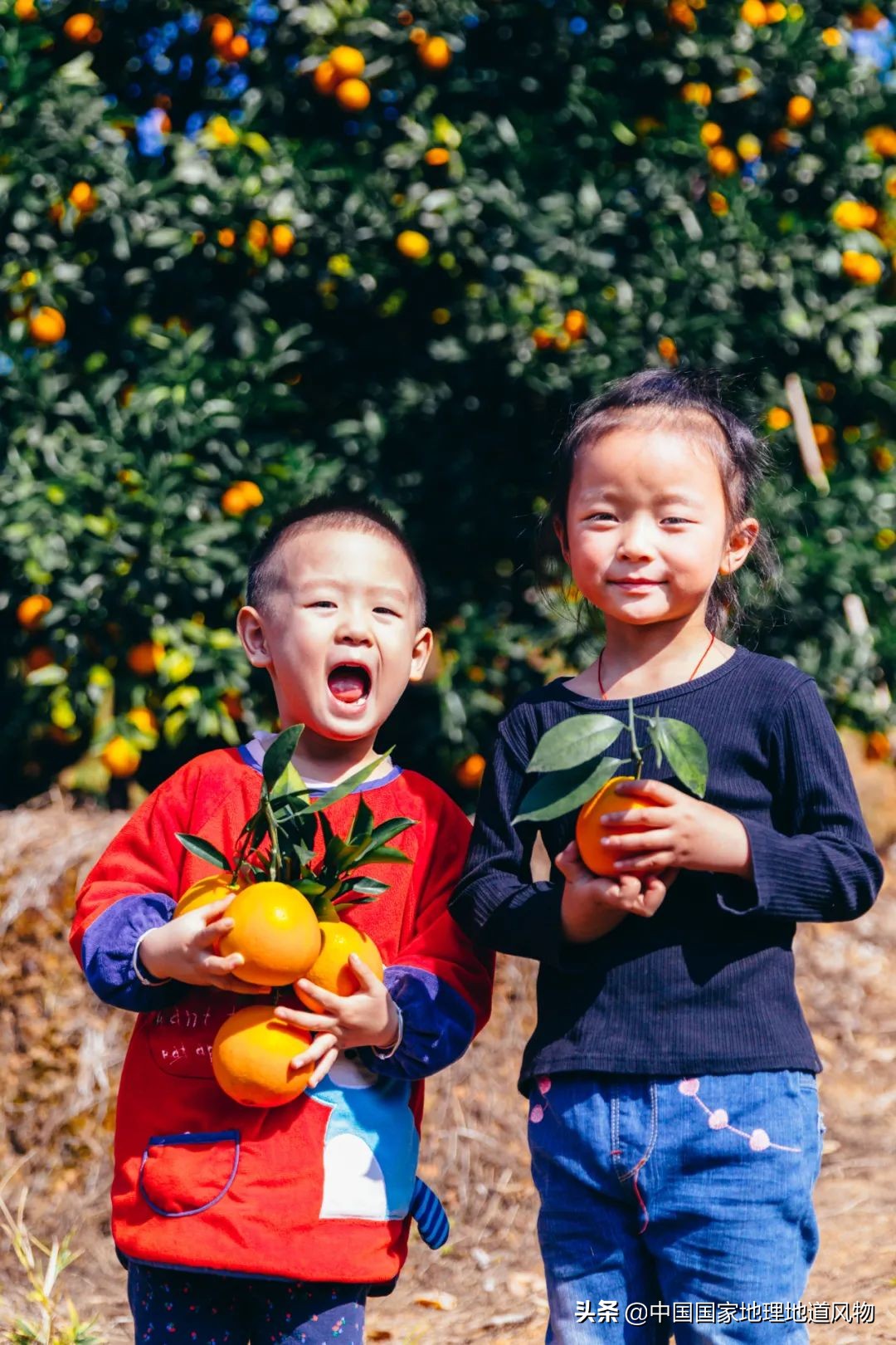 江西vs湖南vs四川，中国到底哪里的橙子最好吃？