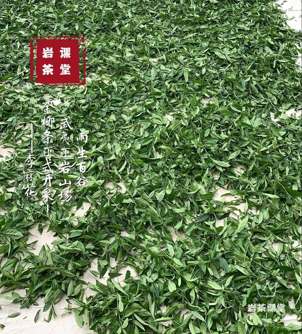 10000元一斤的岩茶，有苦涩味吗？4段经典故事，看懂苦涩味