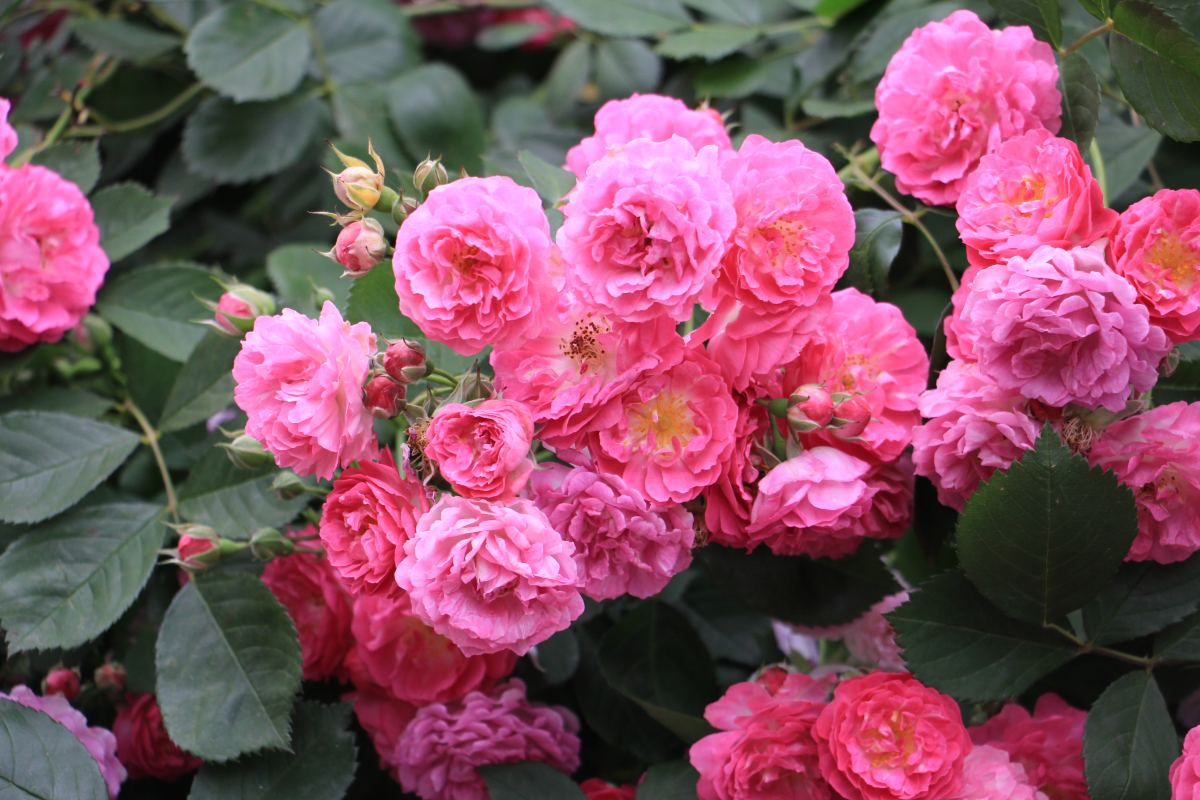 家里养蔷薇，给它扎个“花架子”，蹭蹭爬成花墙