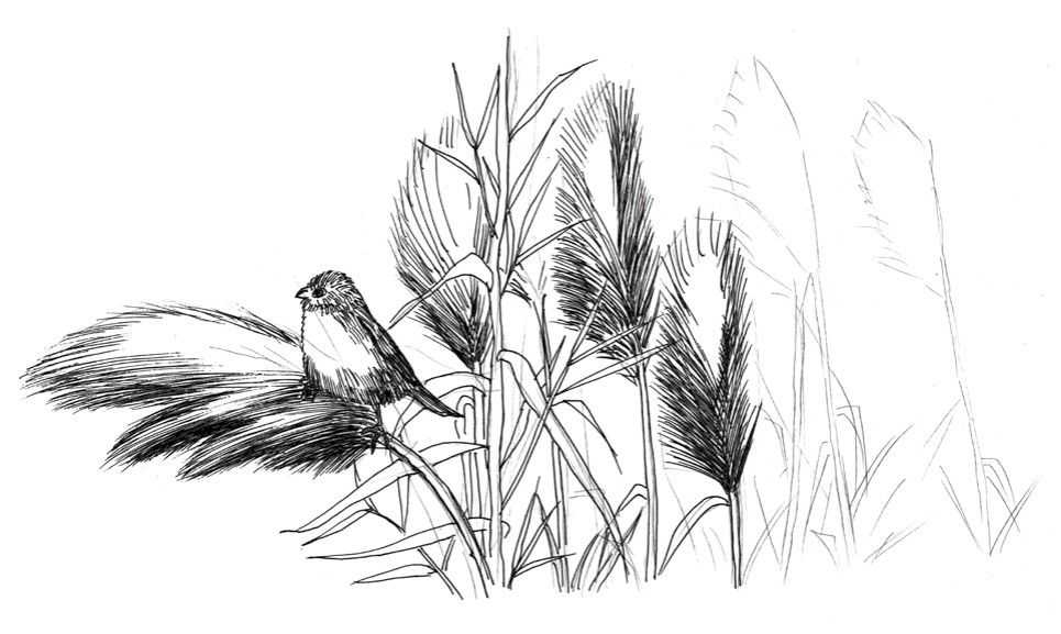 听说你不会画芦苇钢笔画，视界教你画芦苇，简单易学，快来临摹