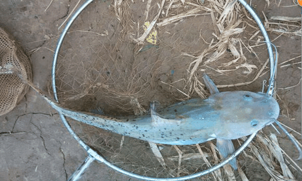 剑骨鱼是什么鱼「精华」