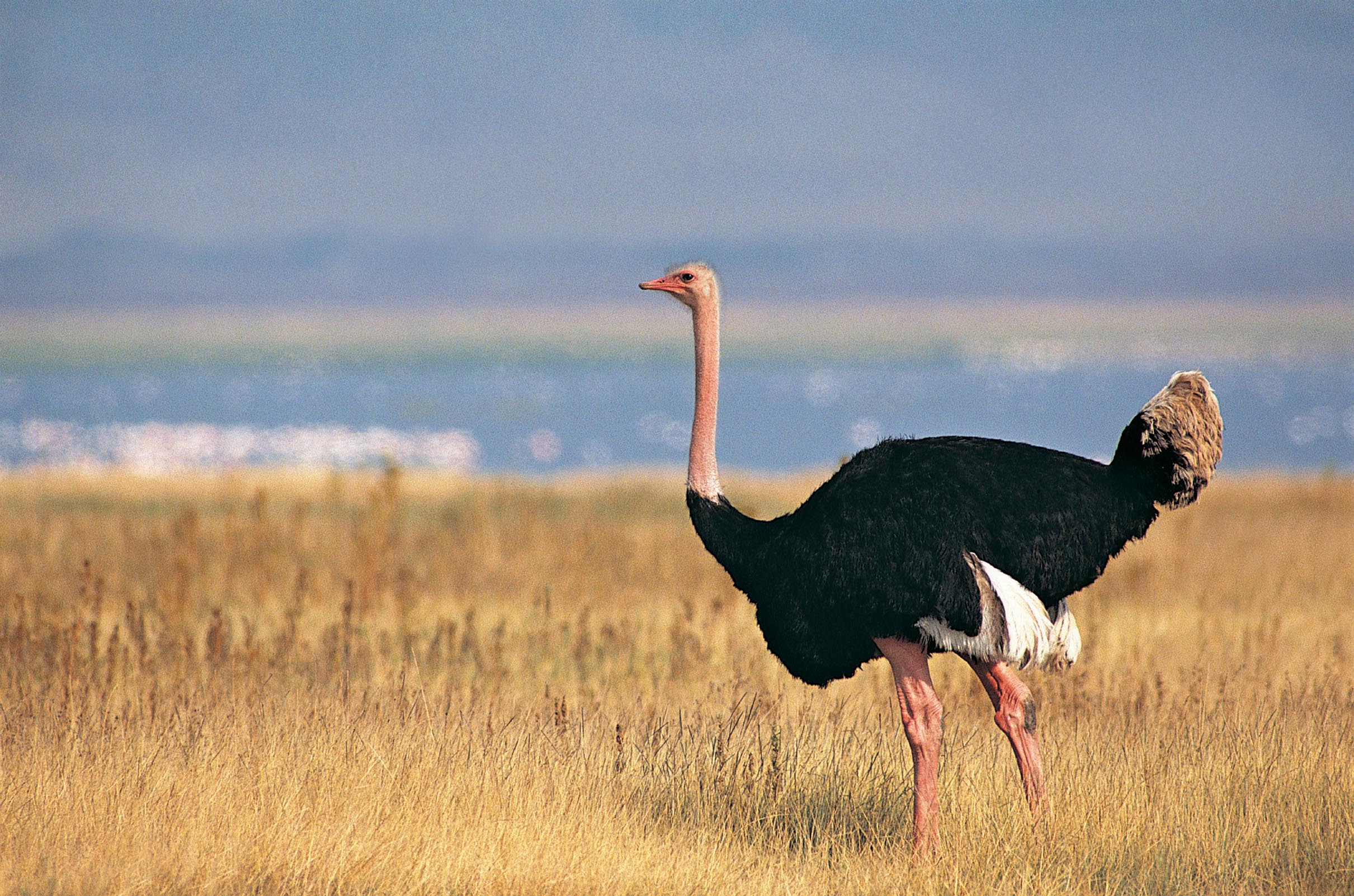 鸵鸟世界上现存体型最大的鸟类,高可达2.5米