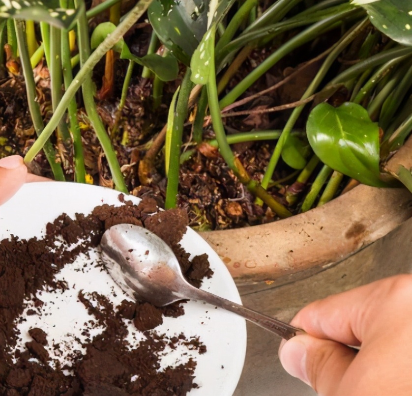 盆土变硬不想换盆？3种“松土剂”，洒在土表就能改善土质