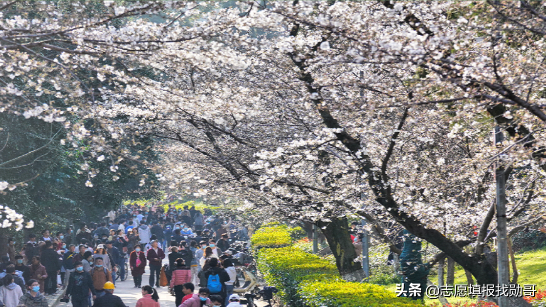 “武汉双雄”毕业生就业大比拼：升学率高达57%，500强就业抢着要
