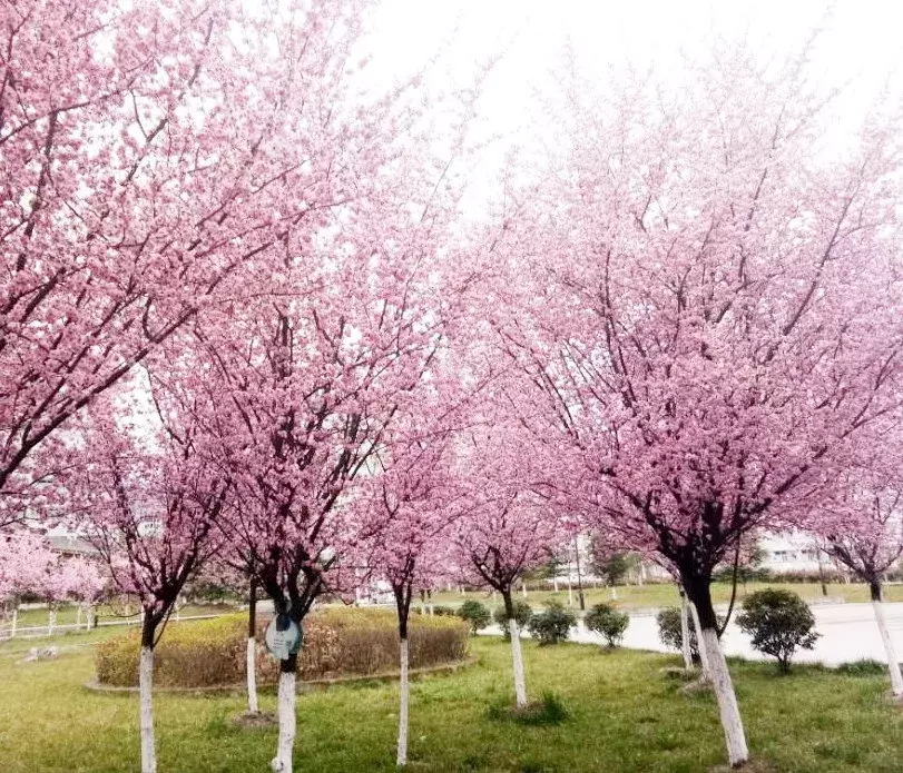 纵使时光流逝 我已不在你的身旁 我的母校市三中