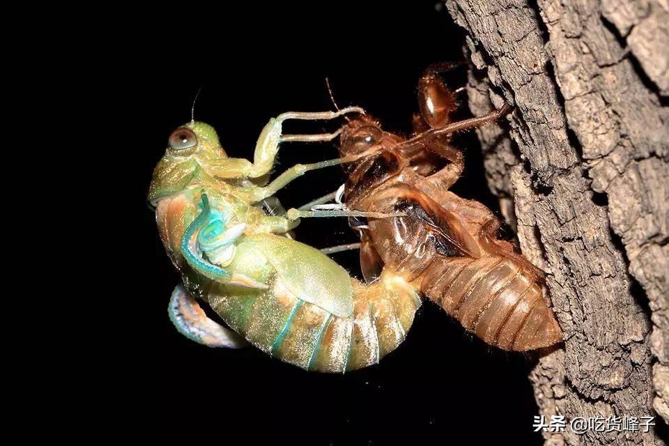 所谓知了,也就是金蝉,知了猴也叫蝉猴,它是知了的若虫,我们这土话叫做