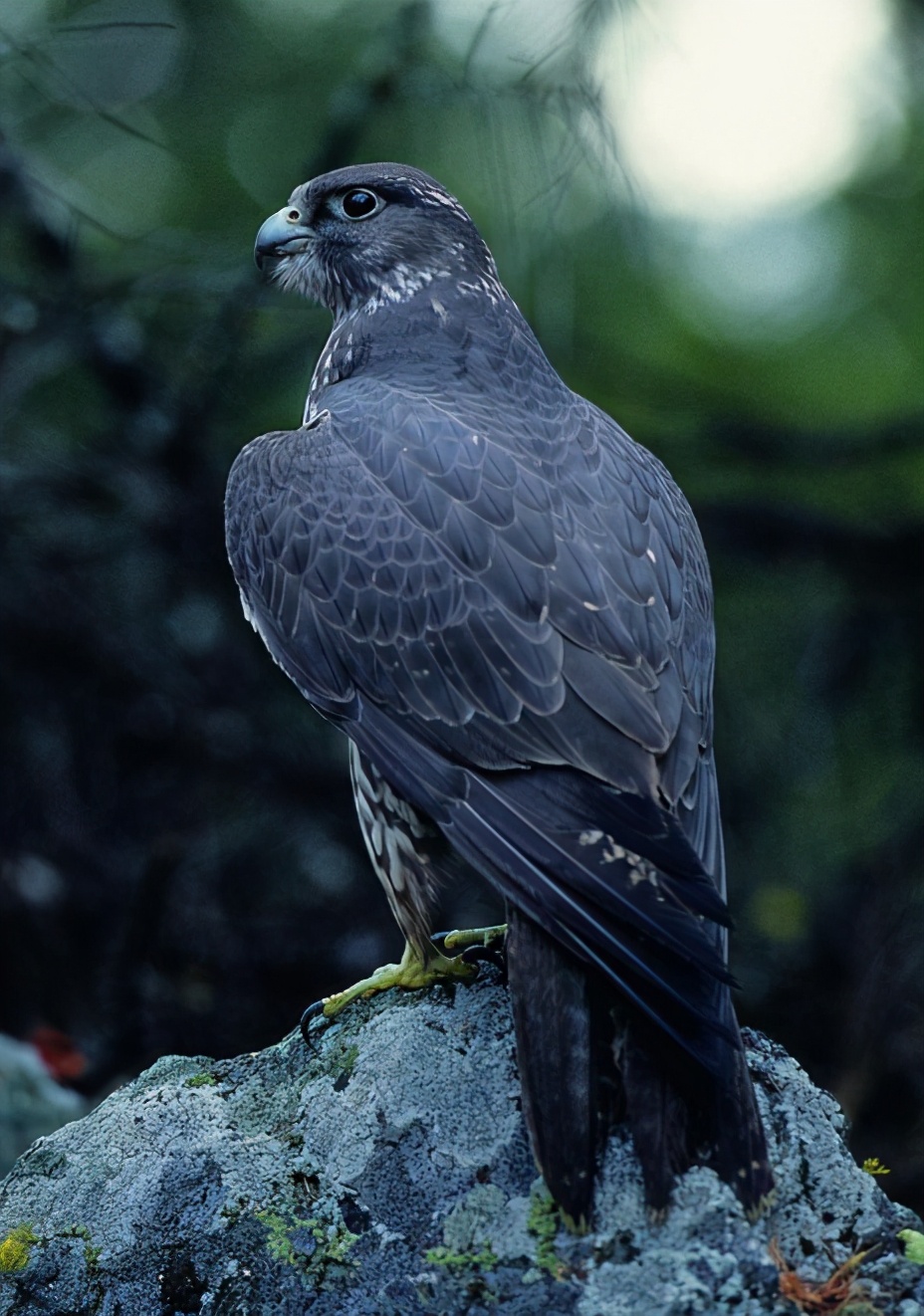 海东青是什么鸟,海东青还存在吗-聚富理财网