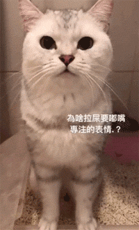 猫咪为什么拉肚子？找对原因就能轻松治愈