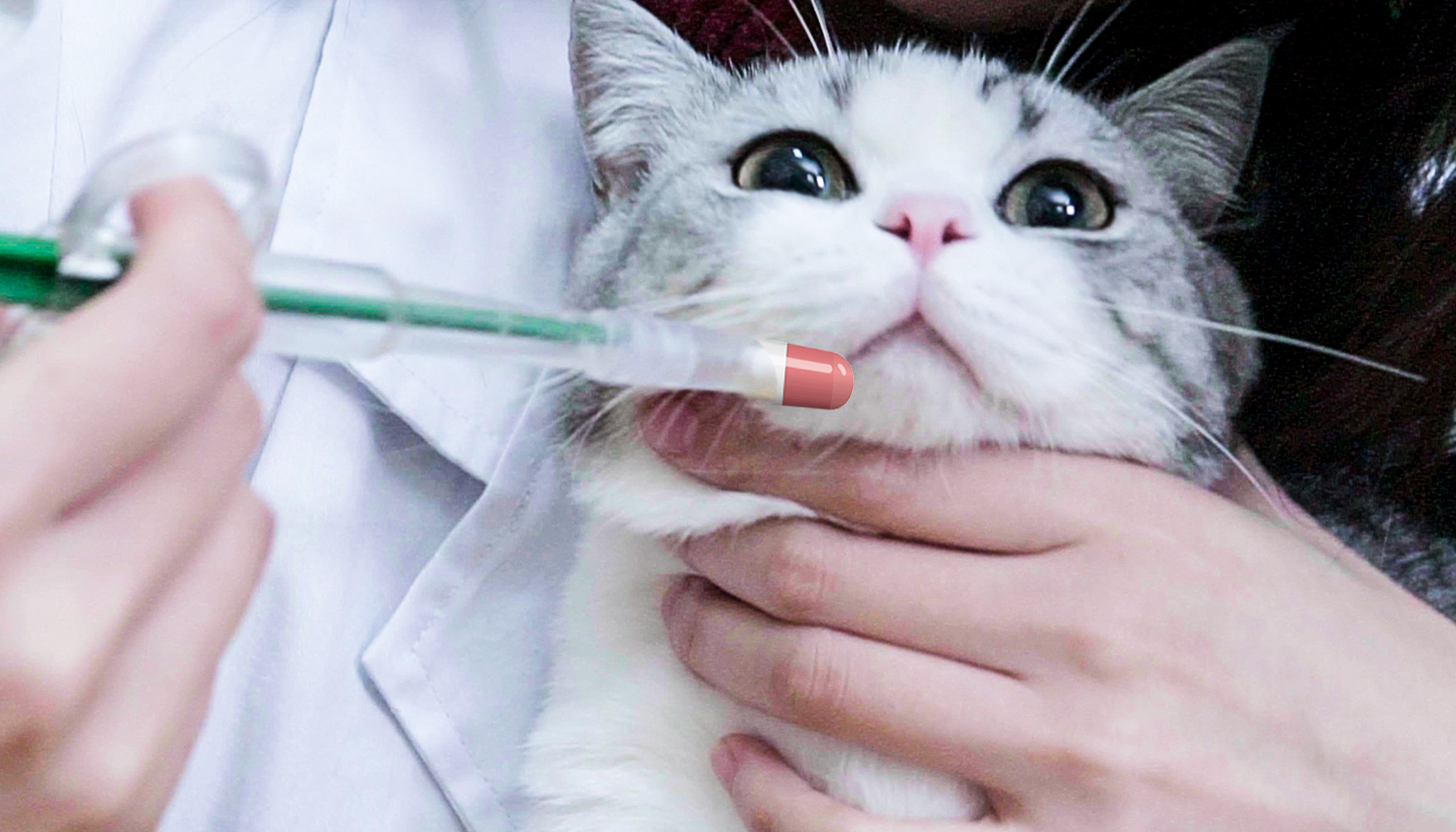 小猫什么时候开始吃猫粮（幼猫的饲养注意事项）