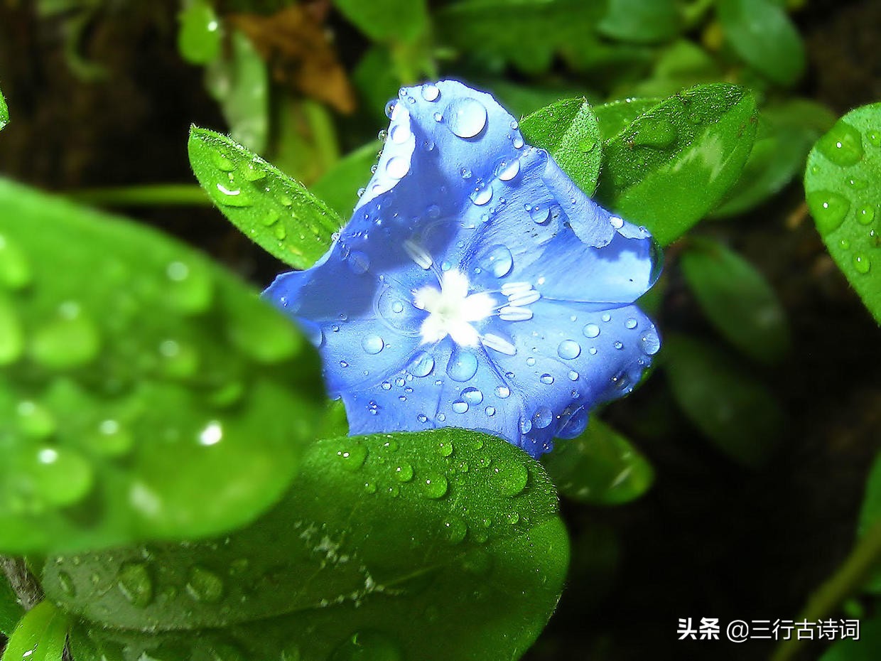 明月当空幽静夜，台前倚栏思乡浓