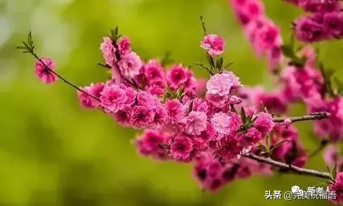 三月桃花开，送给我的朋友圈！美醉了~