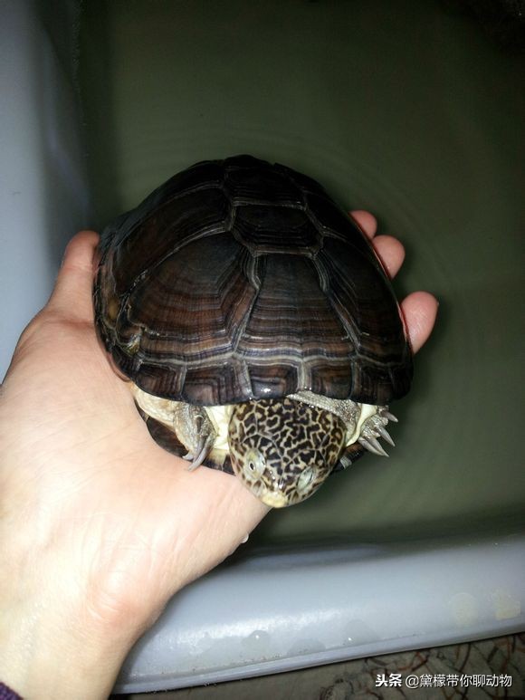 东非,西非都有韧带,可以闭壳,并非奸商所说,西非不能闭壳,东非能够