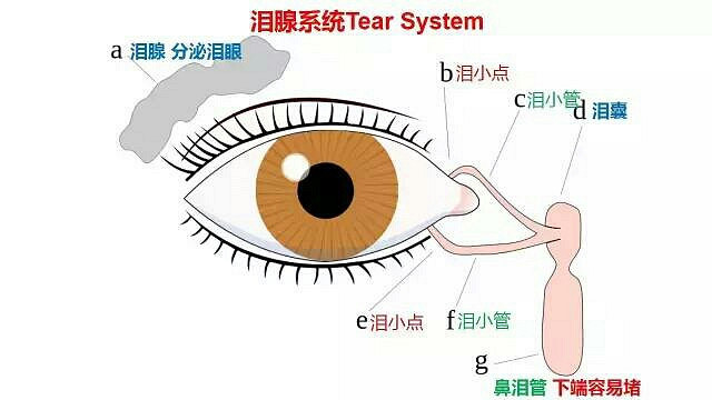 孩子烦躁、脾气大、眼屎多，这些内热怎么清？这个妙招很有效