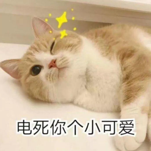 被主人宠爱的幸福瞬间