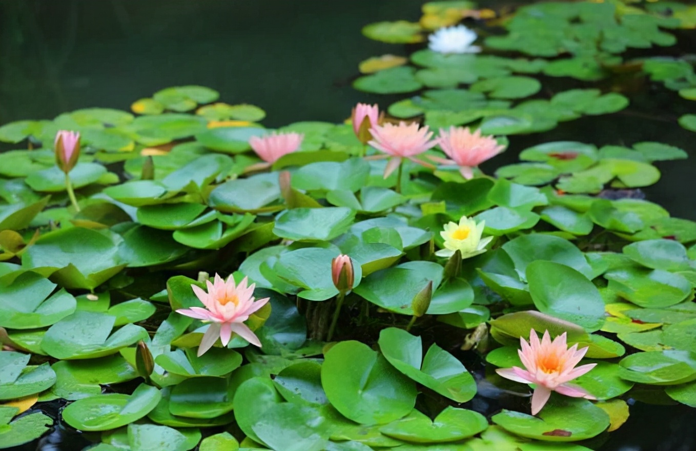 庭院设计师精心总结的15种适合庭院水池栽种的水生植物,建议收藏