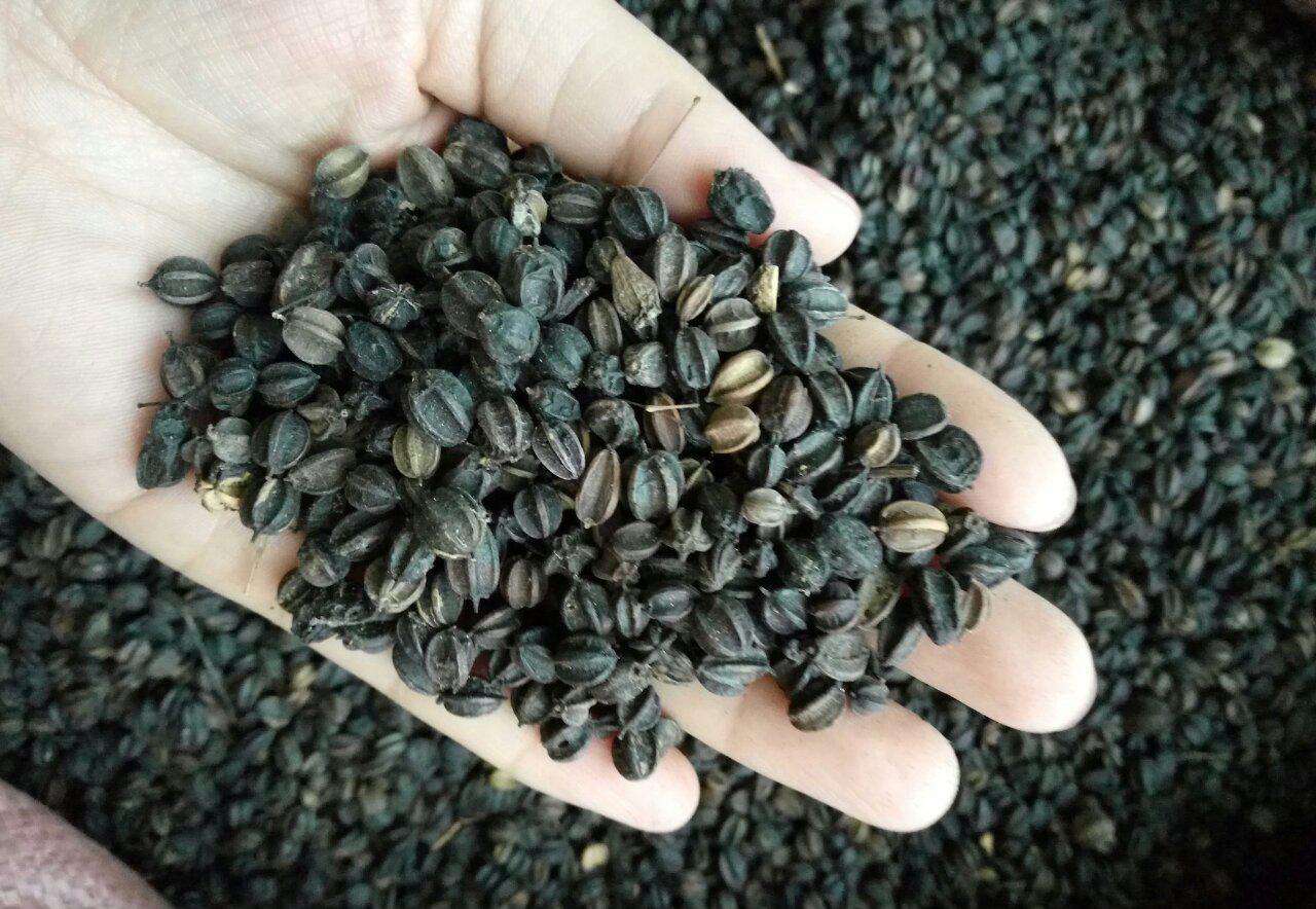 后不能直接播种,需要经过一个冬季完成生理成熟过程后,种子才能发芽