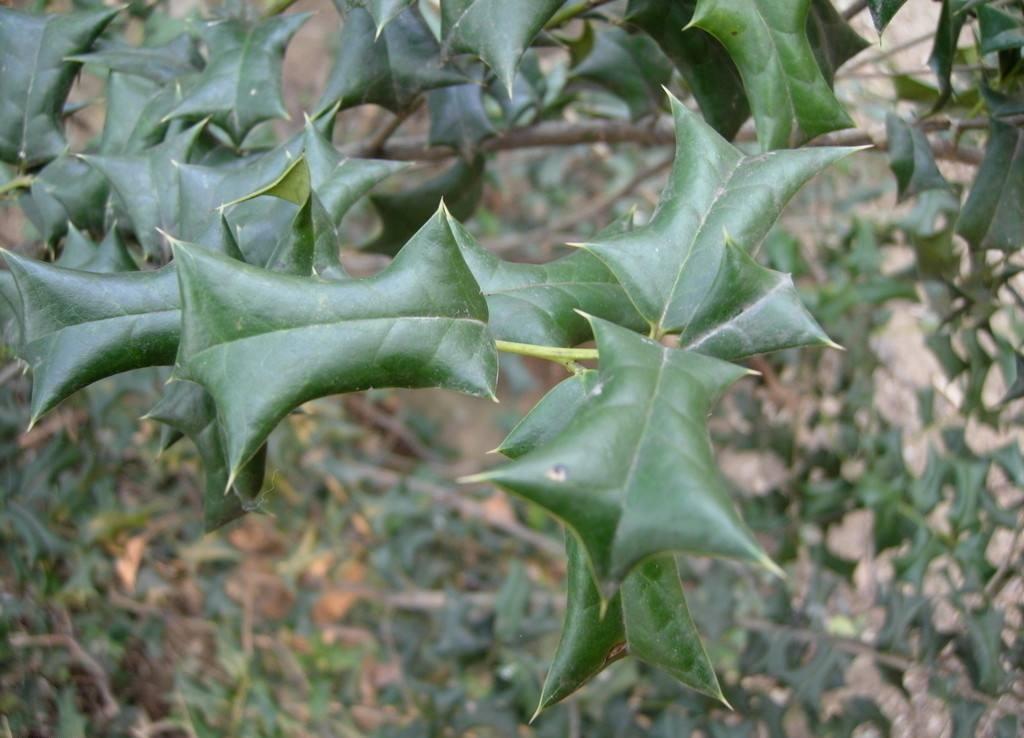 帶刺的植物大全名稱(帶刺的植物大全名稱及圖片) - 上海苗木信息網