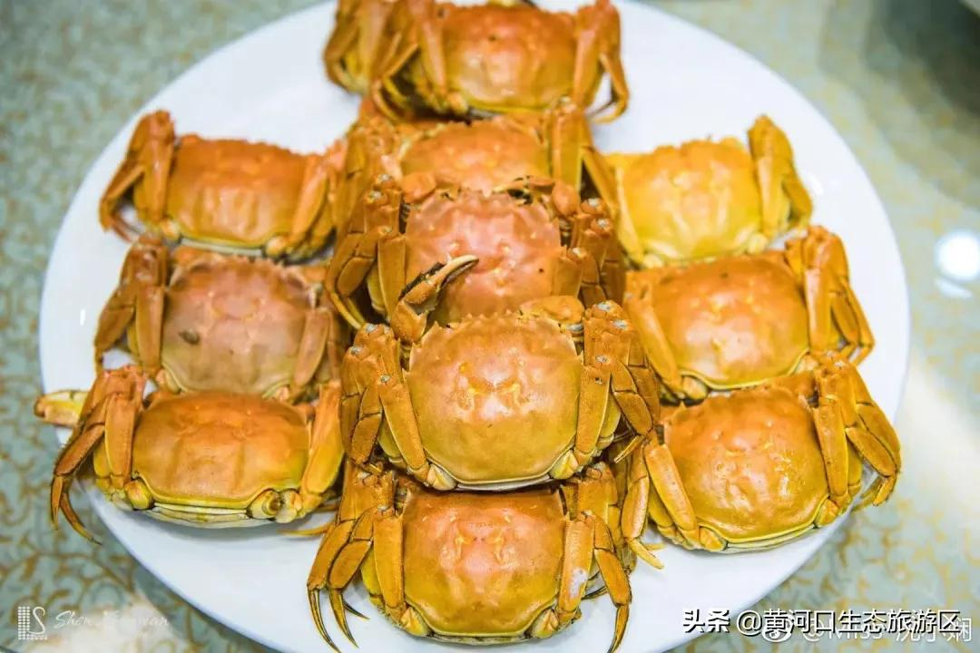 【黄河口生态旅游区】我已最美 欢迎回家
