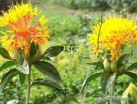 红花和藏红花的区别（名贵中药材藏红花大揭密）