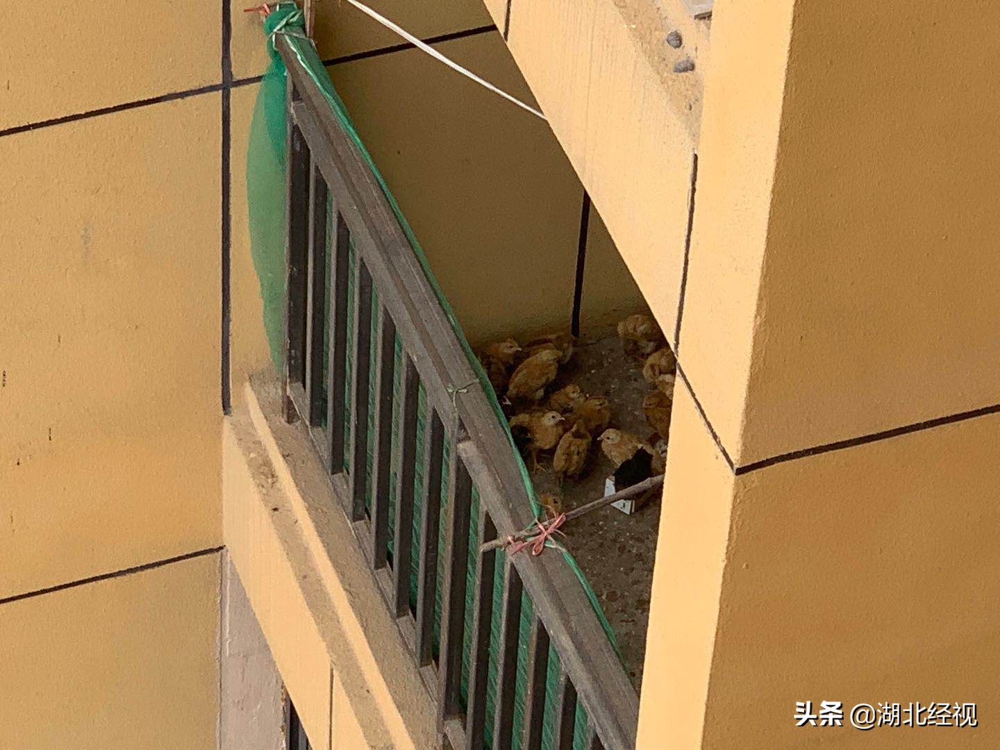 居民19楼高层家中养上百只鸡，邻居熏得受不了